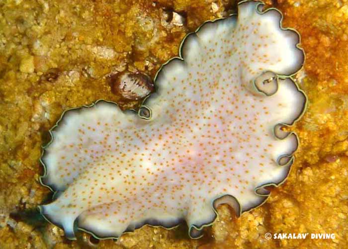 nudibranches Madagascar